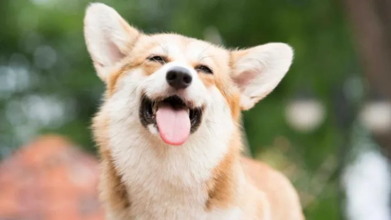 BẠN BIẾT BAO NHIÊU CÁC GIỐNG CHÓ TRÊN THẾ GIỚI?