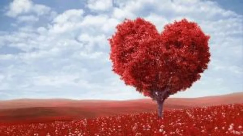 Đo độ lãng mạn trong tình yêu của bạn qua các loài hoa