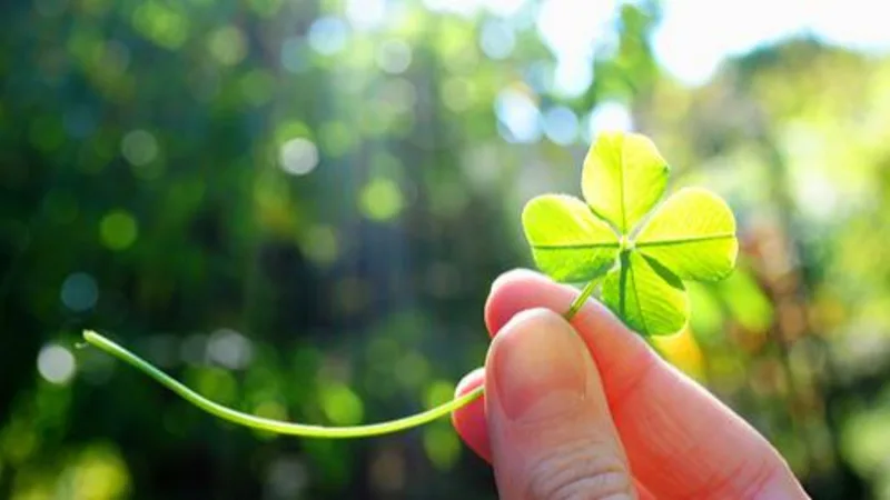 Bạn là lá thứ mấy của cỏ 4 lá?