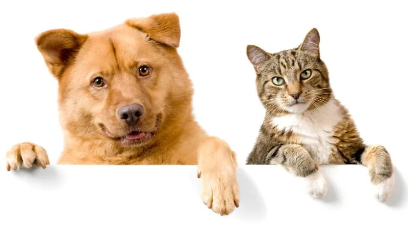 Phần trăm tính cách chó - mèo trong con người bạn!