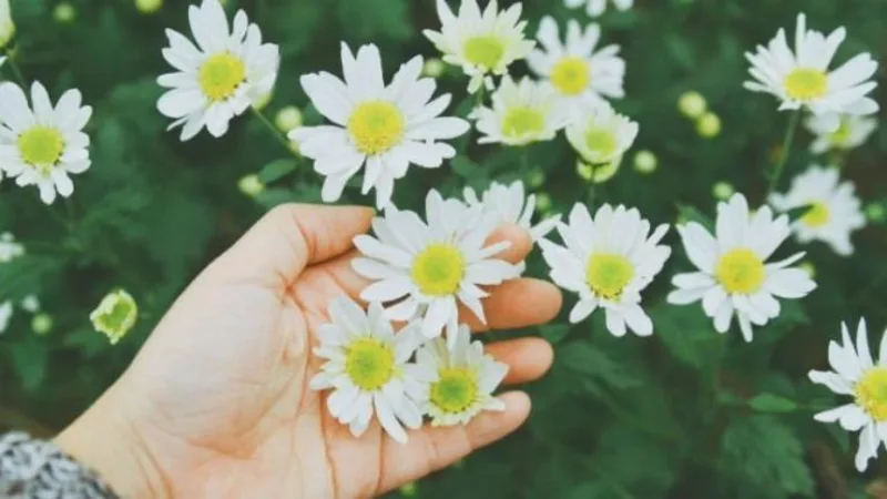 Bạn là loài Hoa nào?