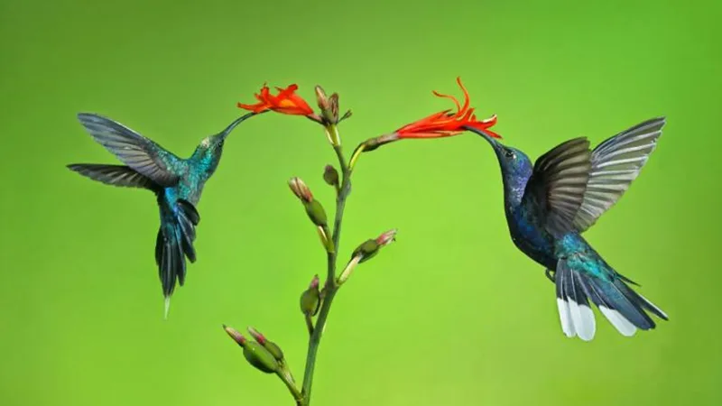 Tìm hiểu từ vựng về một số loài chim trong tiếng Anh nhé !!!