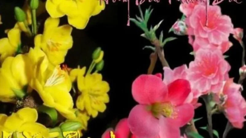 Bạn tươi sáng, vui tươi như hoa mai hay ấm áp dịu dàng như hoa đào