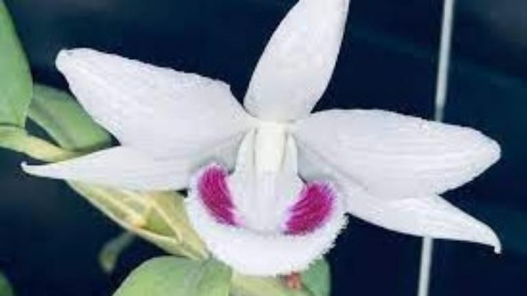 19-Đột biến 1